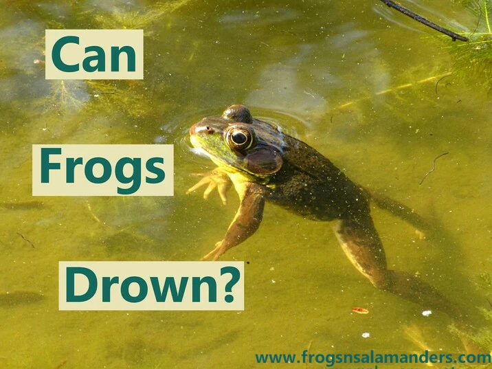 Can frogs drown?