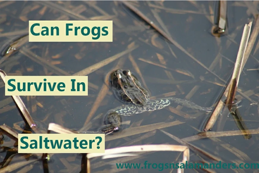 Can frogs survive in saltwater?