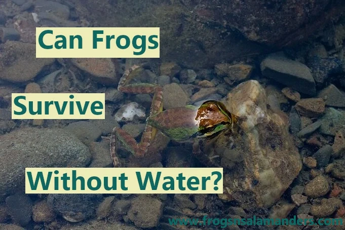 Can frogs survive without water?