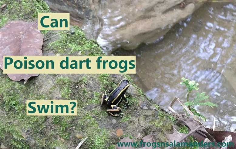 Can poison dart frogs swim?