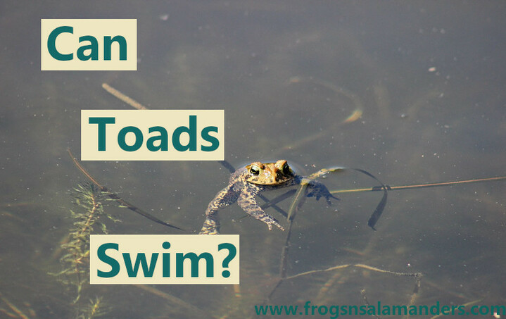 Can toads swim?