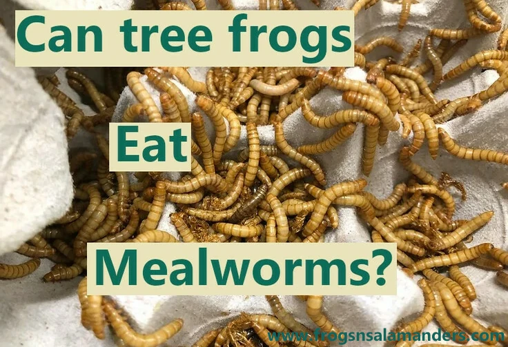 Can tree frogs eat mealworms?