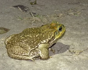 Cane toad