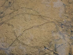 Cane toad egg strands