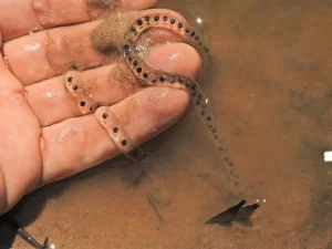 Cane toad eggs