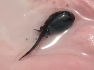 Cane toad tadpoles with hind legs