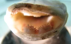 A Cannibalistic morph of a tiger salamander with enlarged teeth. Photo by: Kyle McLean/ESA.