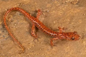 Cave salamander