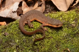 Central newt