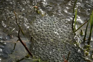 Close up of frog eggs in a pond