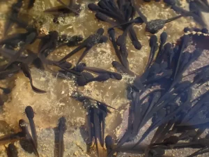 Close up of wood frog tadpoles