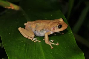 Common coqui tree frog