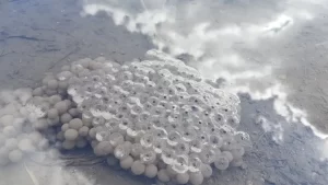 Common frog eggs covered in sediment