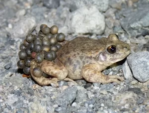 Common midwife toad