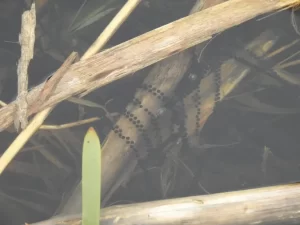 Common toad egg strands submerged in water