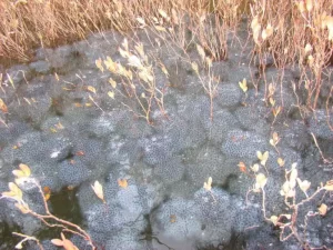 Communally laid wood frog egg masses