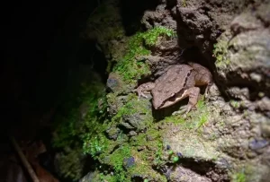 Concave eared Torrent Frog Odorrana tormota