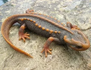 Crocodile newt