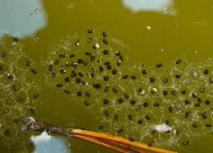 Cuban tree frog egg masses