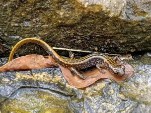 Dark-Sided-Salamander-on-a-wet-rock