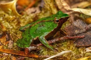 Darwins frog Rhinoderma darwinii