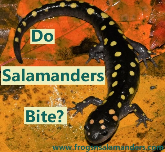 Do Salamanders bite?