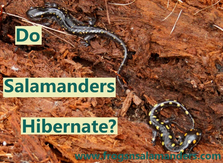 Do Salamanders hibernate?