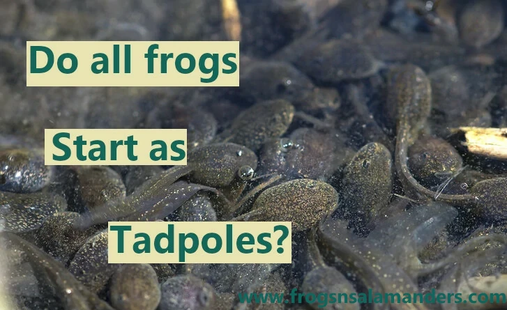 Do all frogs start as tadpoles?