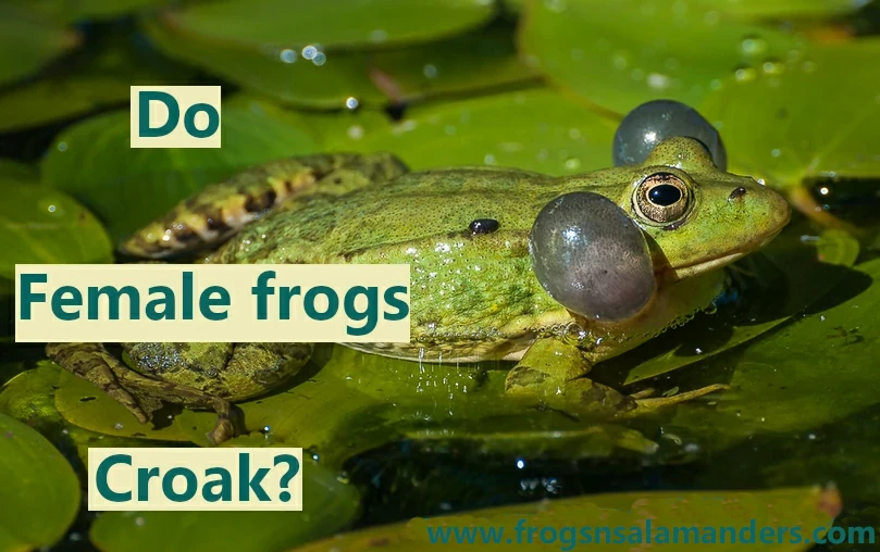 Do female frogs croak?