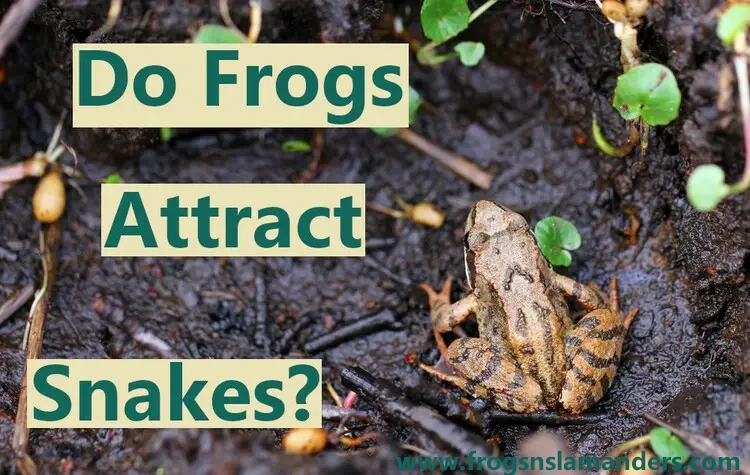 Do frogs attract snakes?