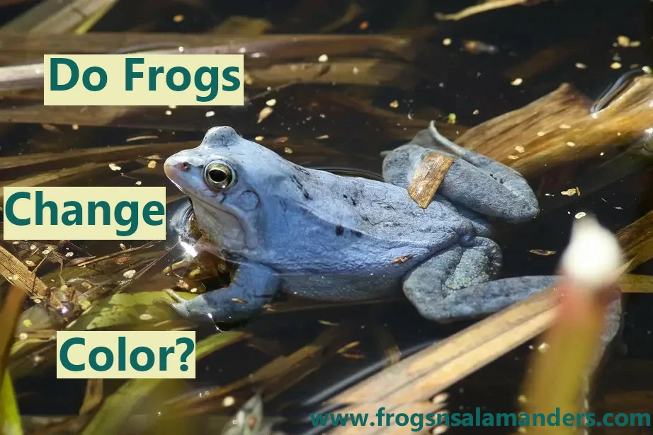 Do frogs change color?