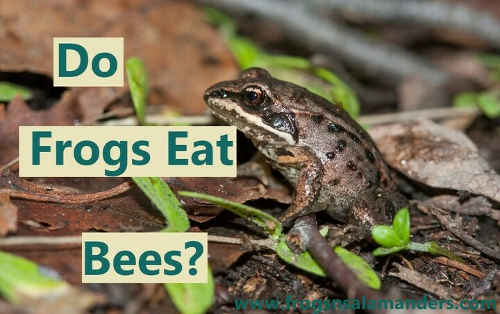 Do frogs eat bees?