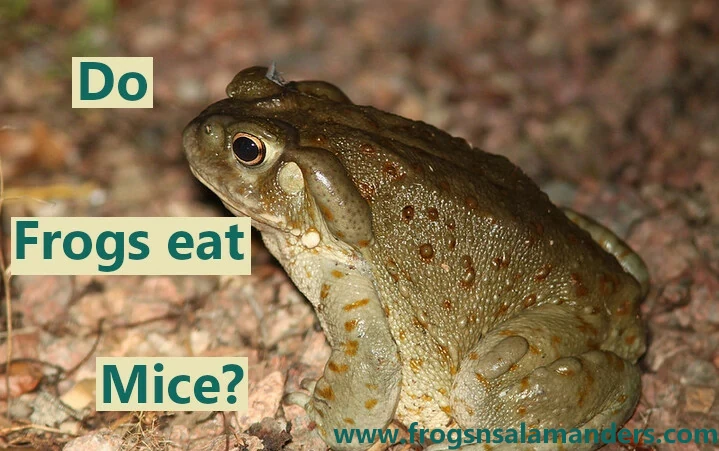 Do frogs eat mice?