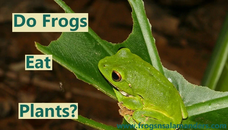 Do frogs eat plants?