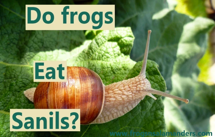 Do frogs eat snails?