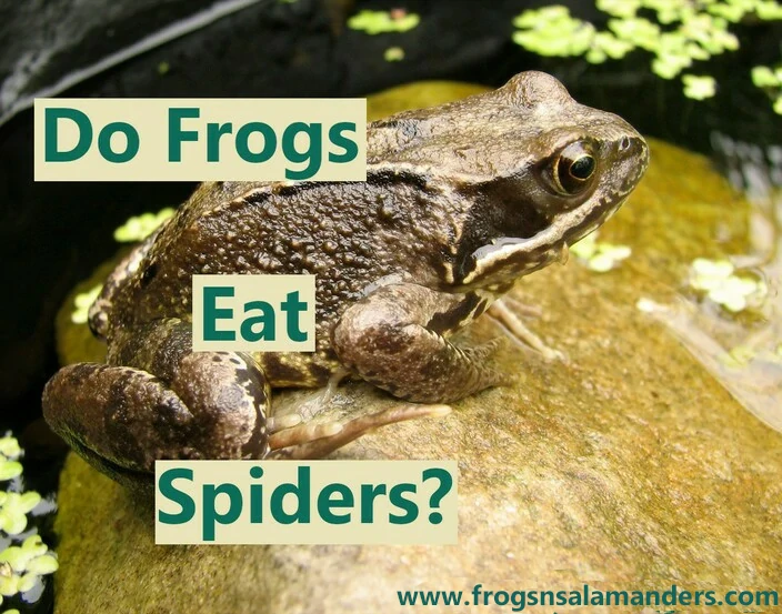 Do frogs eat spiders?