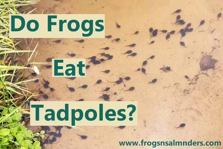 Do frogs eat tadpoles?