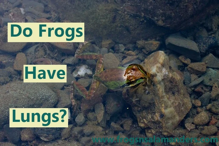 Do frogs have lungs?