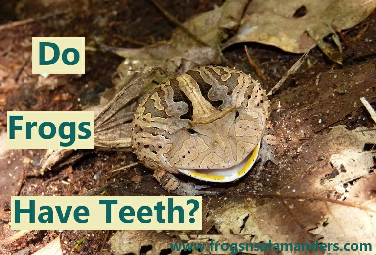 Do frogs have teeth?