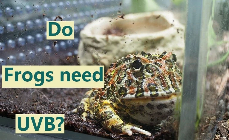 Do frogs need UVB?