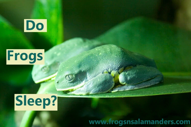 Do frogs sleep?