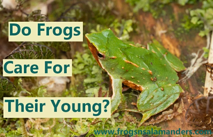 Do frogs take care of their young or tadpoles?