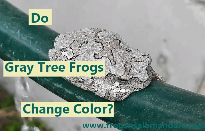 Do gray tree frogs change color?