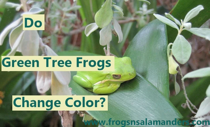 Do green tree frogs change color?