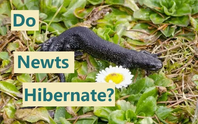 Do newts hibernate?