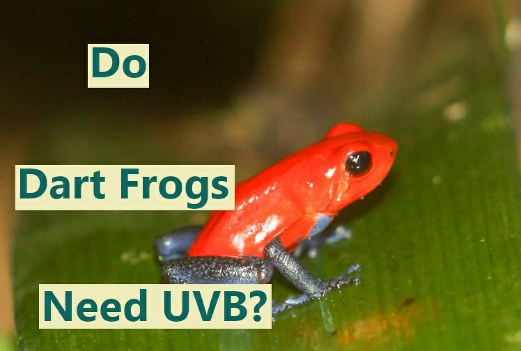 Do poison dart frogs need UVB?