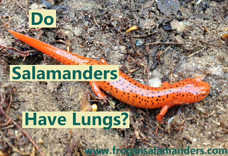 Do salamanders have lungs?