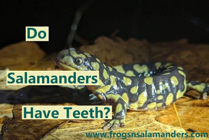 Do salamanders have teeth?