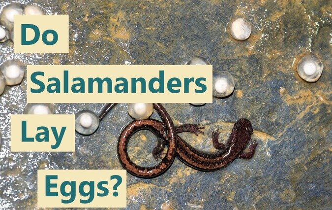 Do salamanders lay eggs?