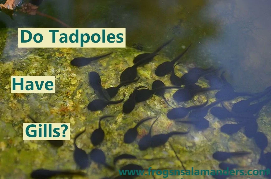 Do tadpoles have gills?